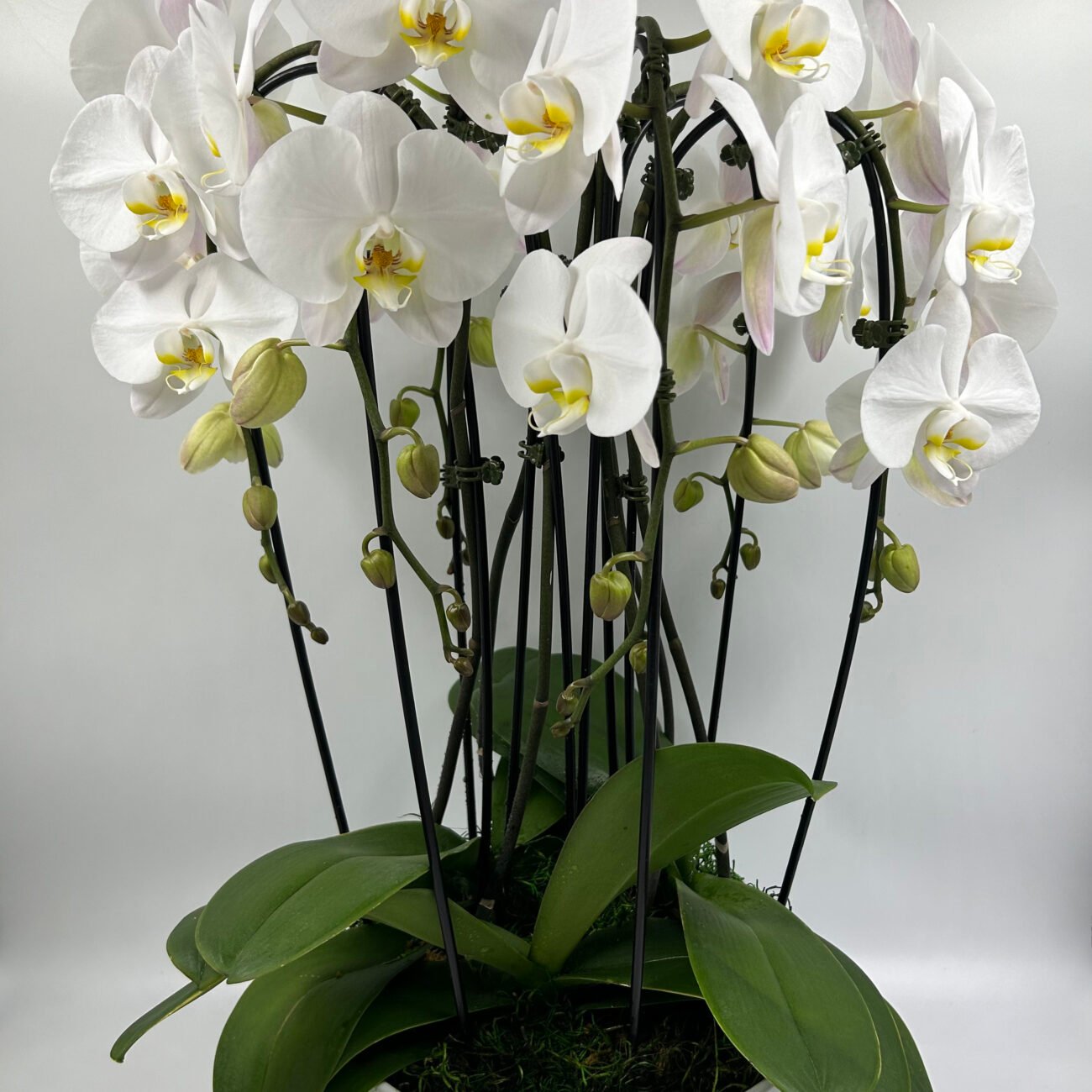 Alex Roses Flowers Main - Alex Flowers